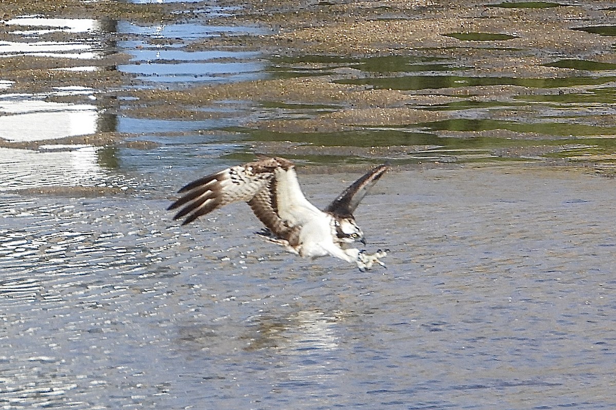 Скопа західна - ML646315646