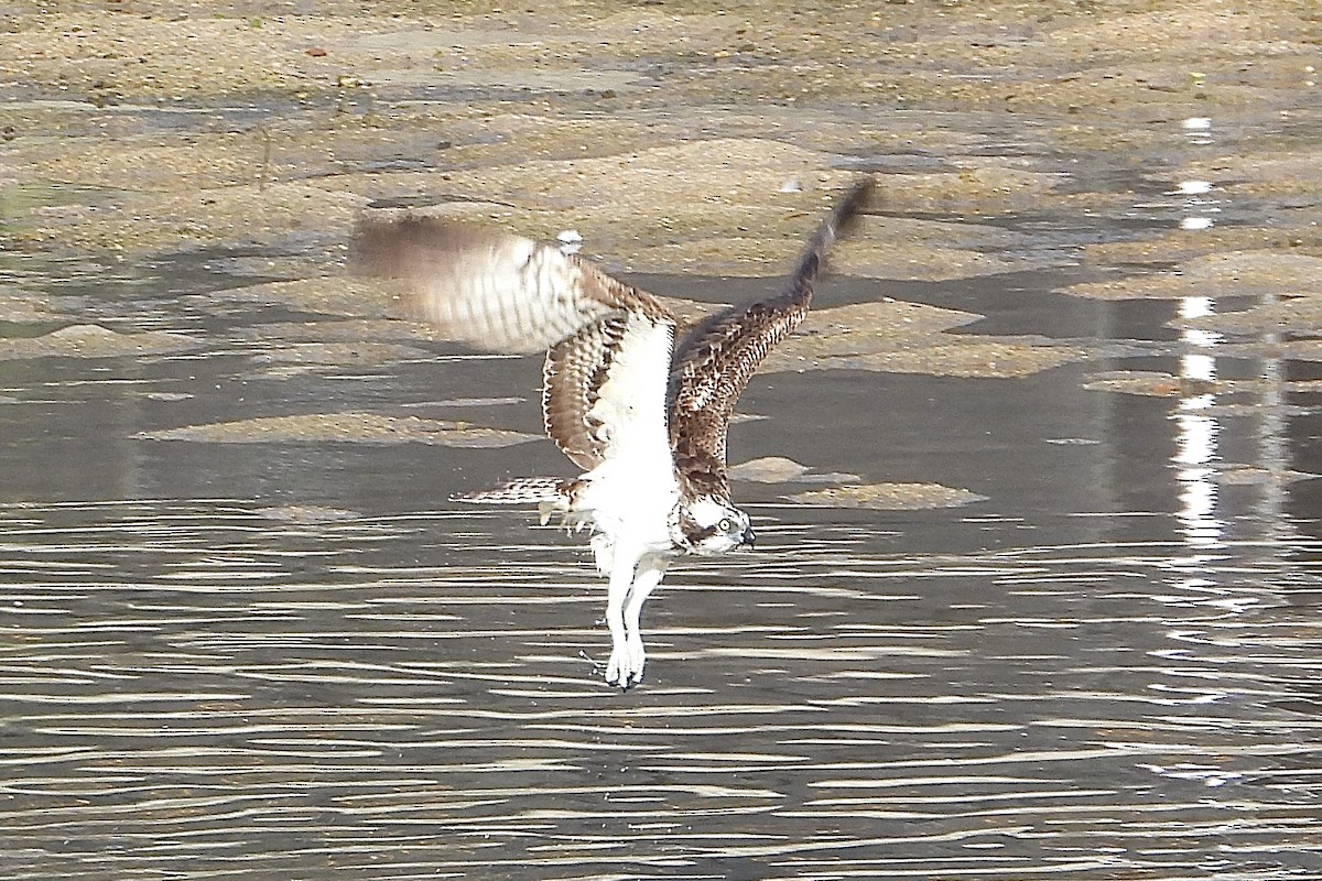 Скопа західна - ML646315647