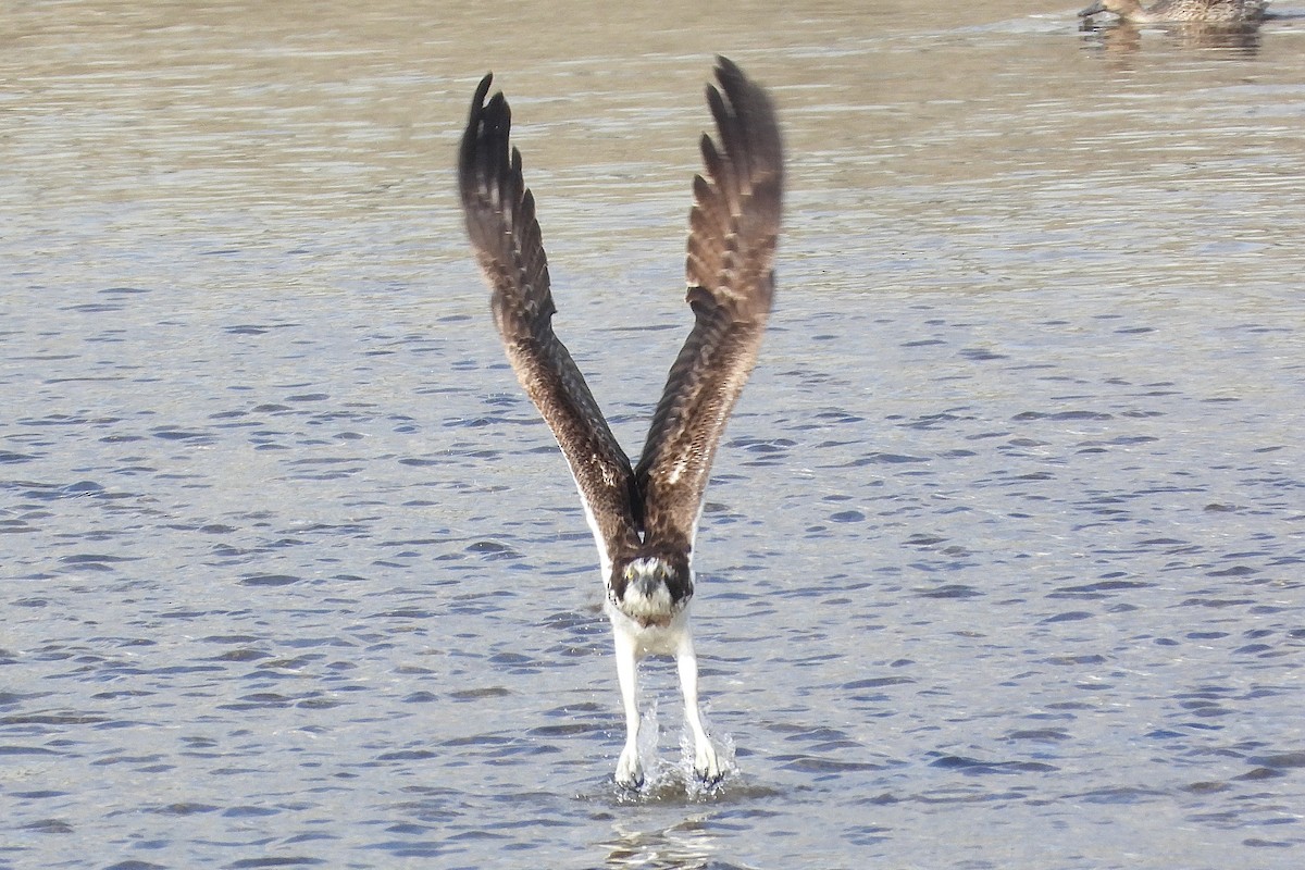 Скопа західна - ML646315648