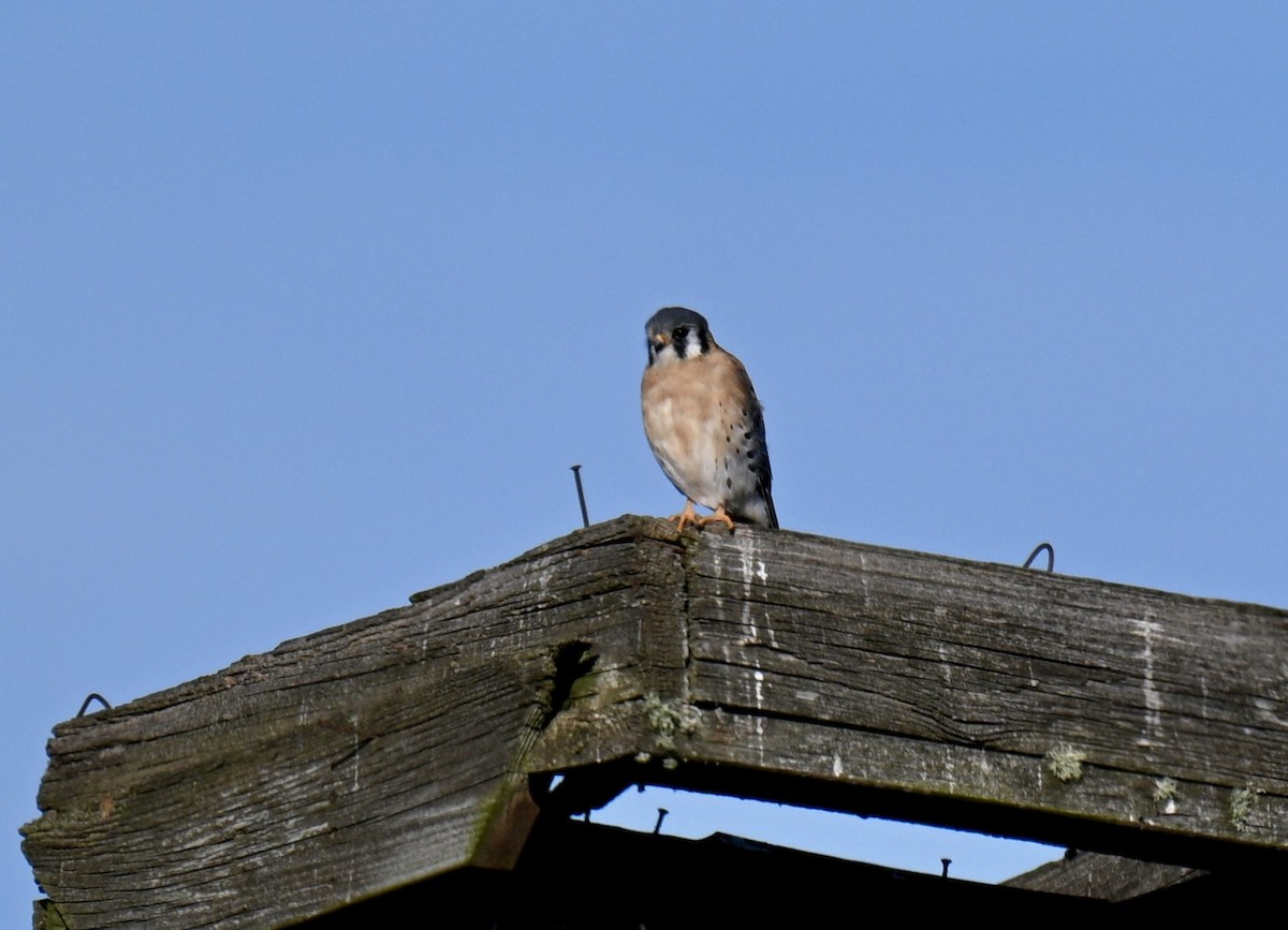 American Kestrel - ML646315650