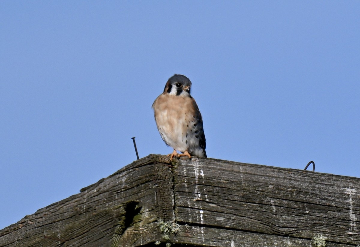 American Kestrel - ML646315652