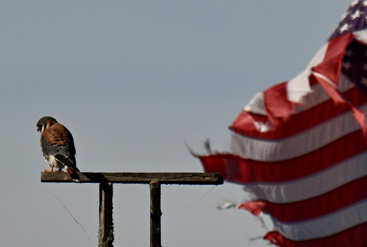 American Kestrel - ML646315653