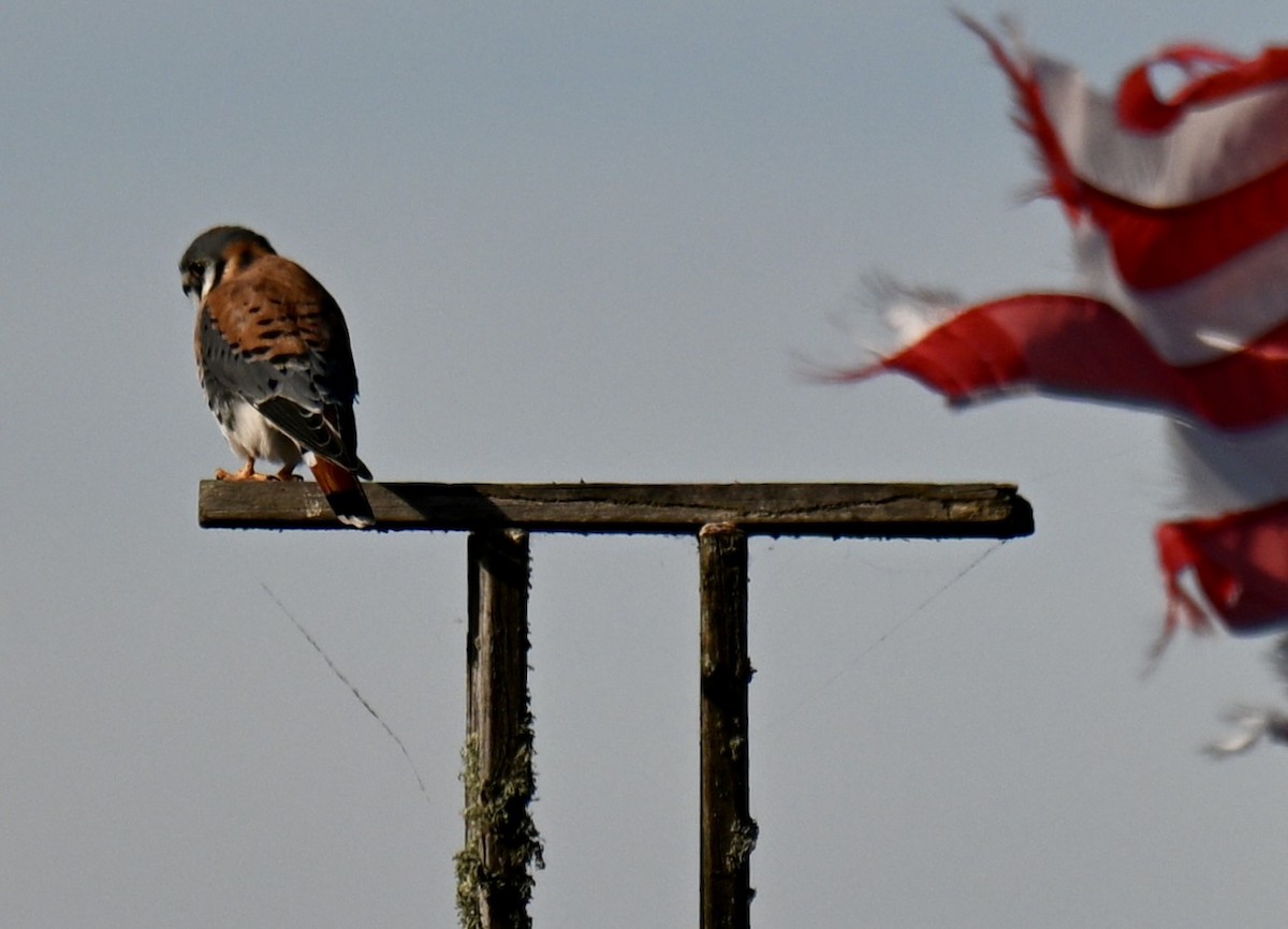 American Kestrel - ML646315654