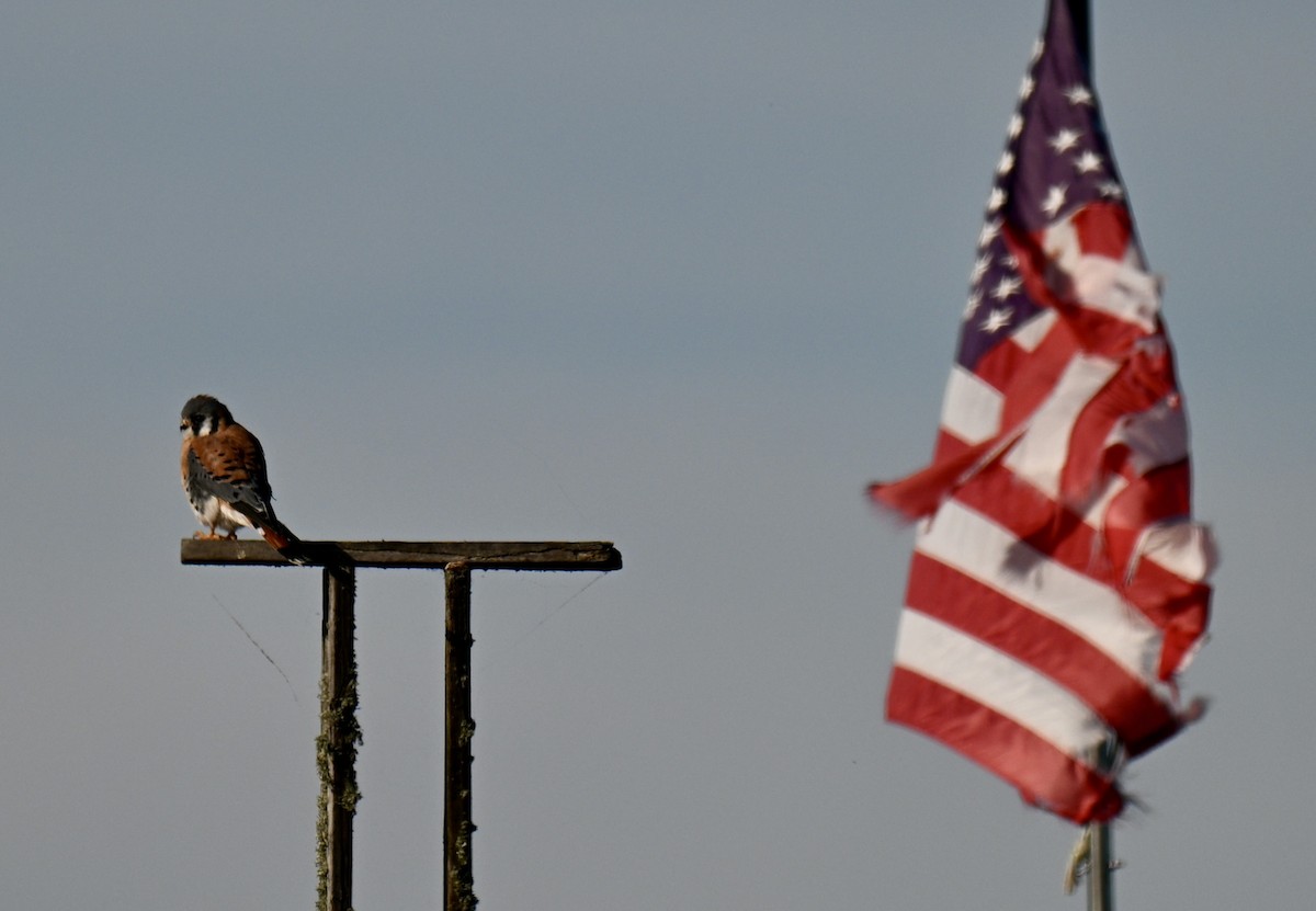 American Kestrel - ML646315655