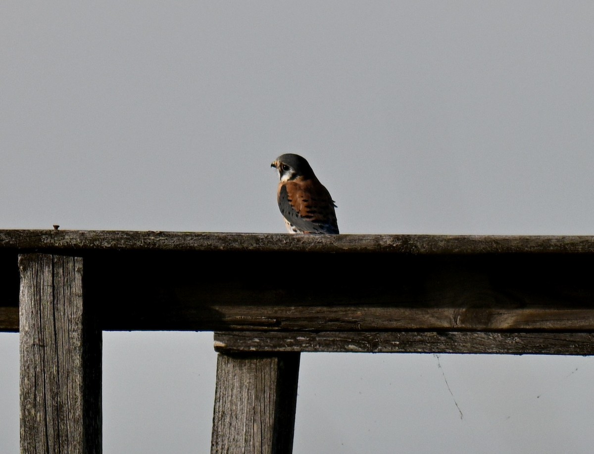 American Kestrel - ML646315656