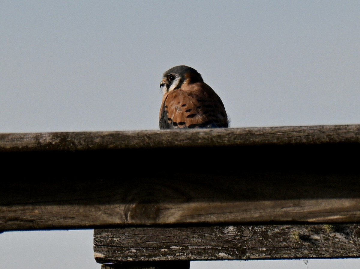 American Kestrel - ML646315657