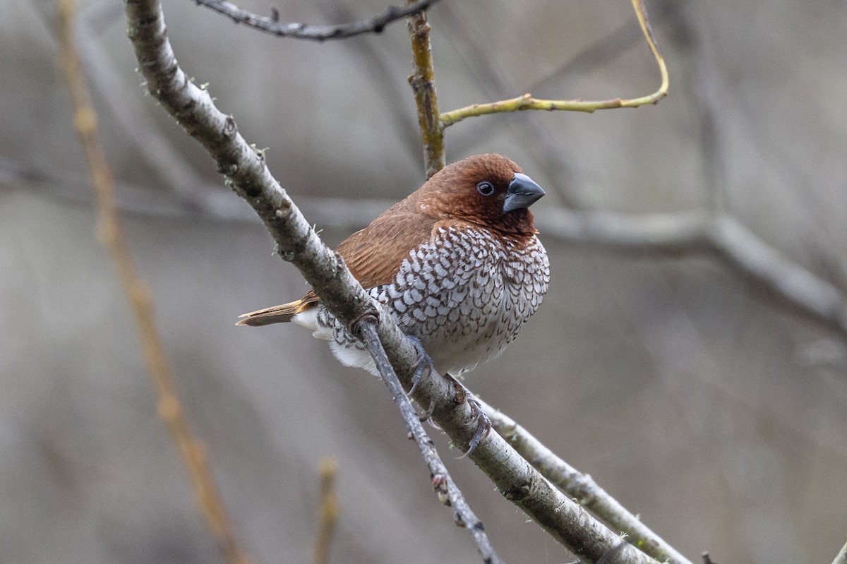 Scaly-breasted Munia - ML646315661