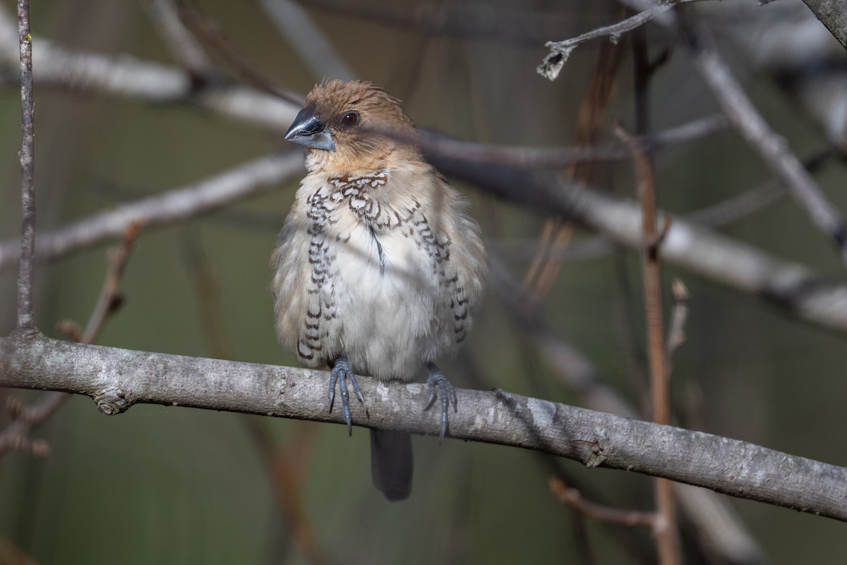 Scaly-breasted Munia - ML646315662