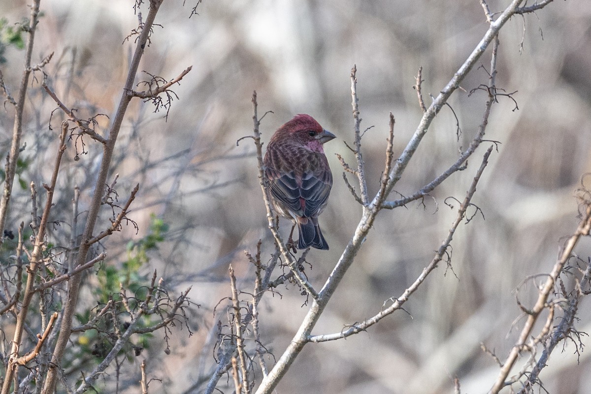 Purple Finch - ML646315666