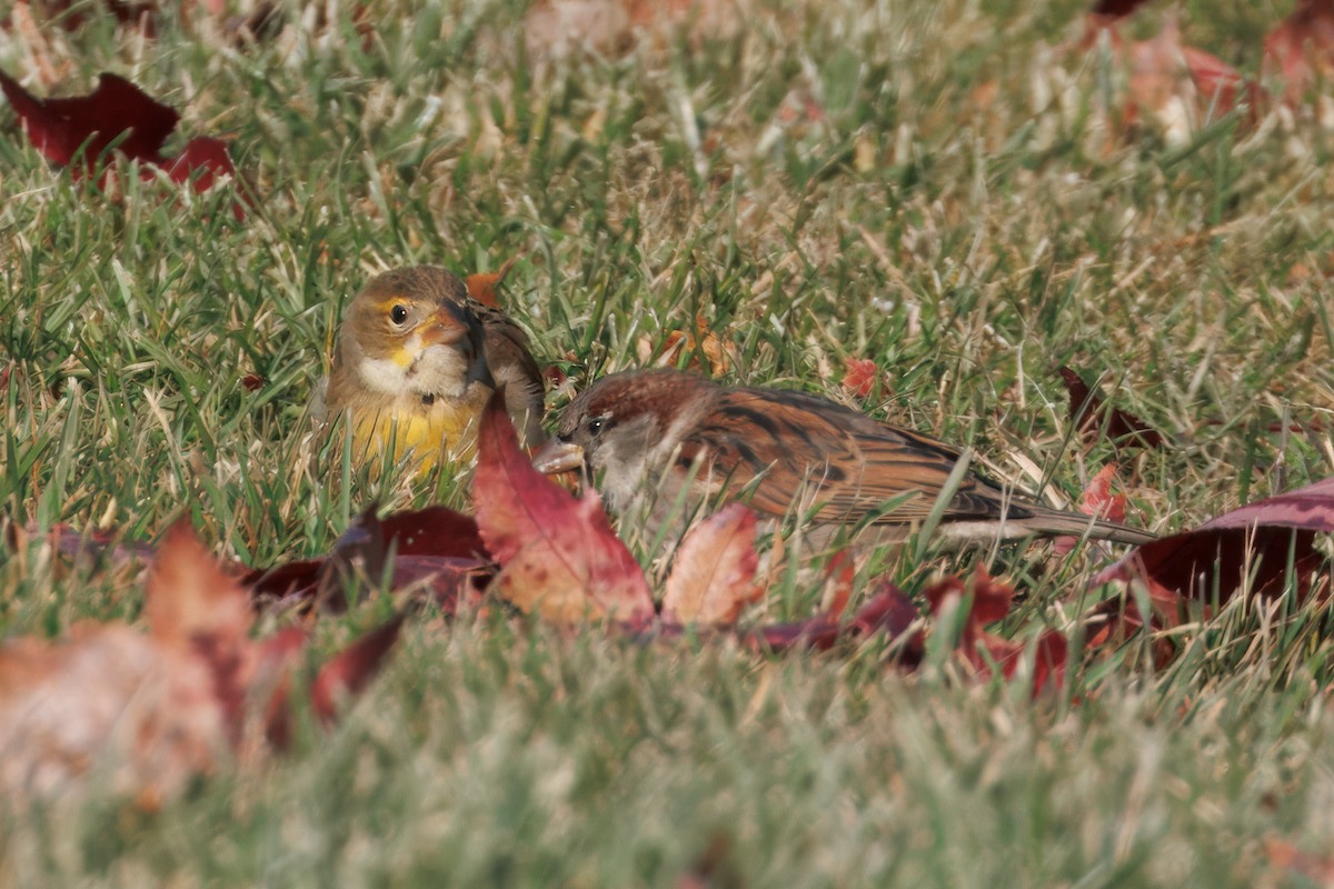 Dickcissel - ML646315667