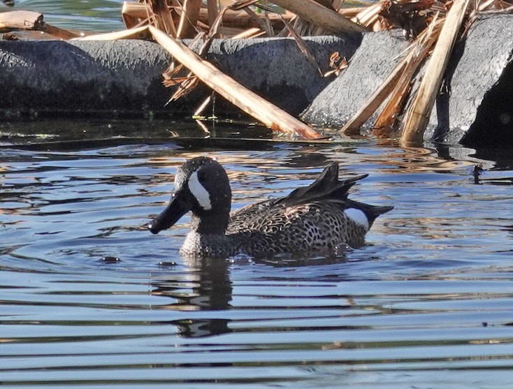 Zertzeta hegalurdina - ML646315668