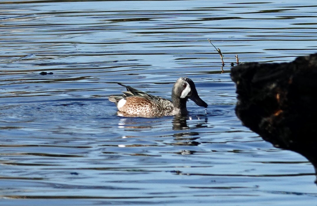 Zertzeta hegalurdina - ML646315669