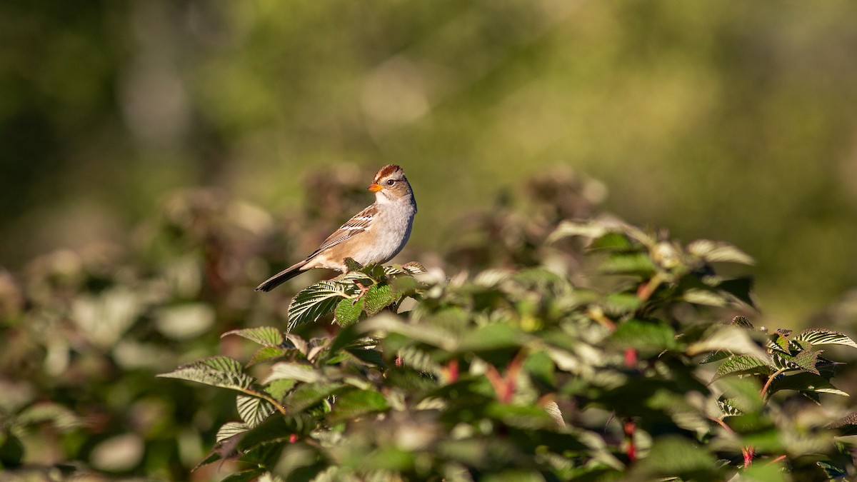 Бруант білобровий - ML646315670