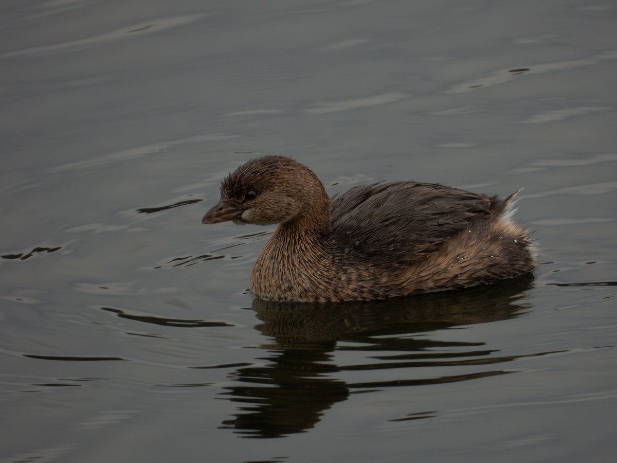 Kalın Gagalı Batağan - ML646315671