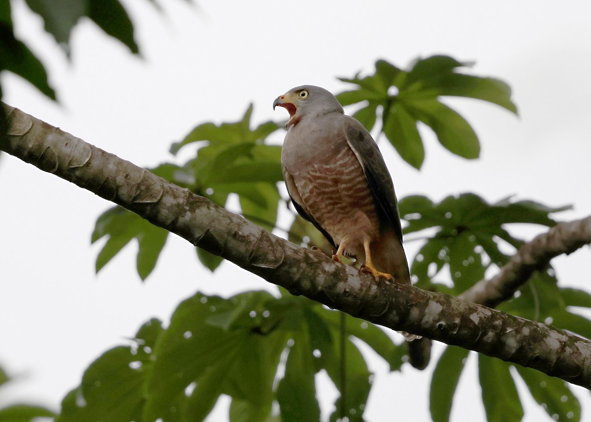 Roadside Hawk - ML646315672