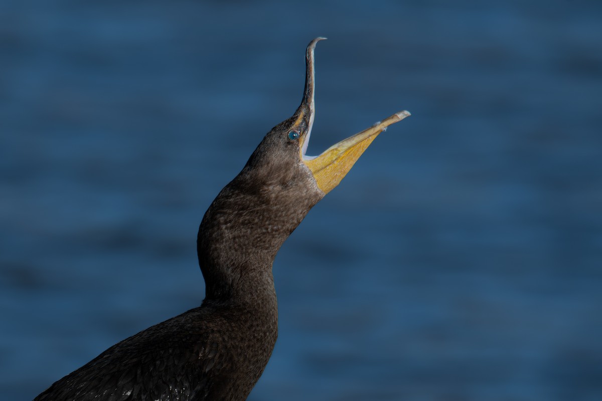 Kulaklı Karabatak - ML646315673