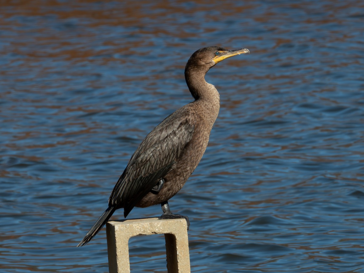 Kulaklı Karabatak - ML646315674