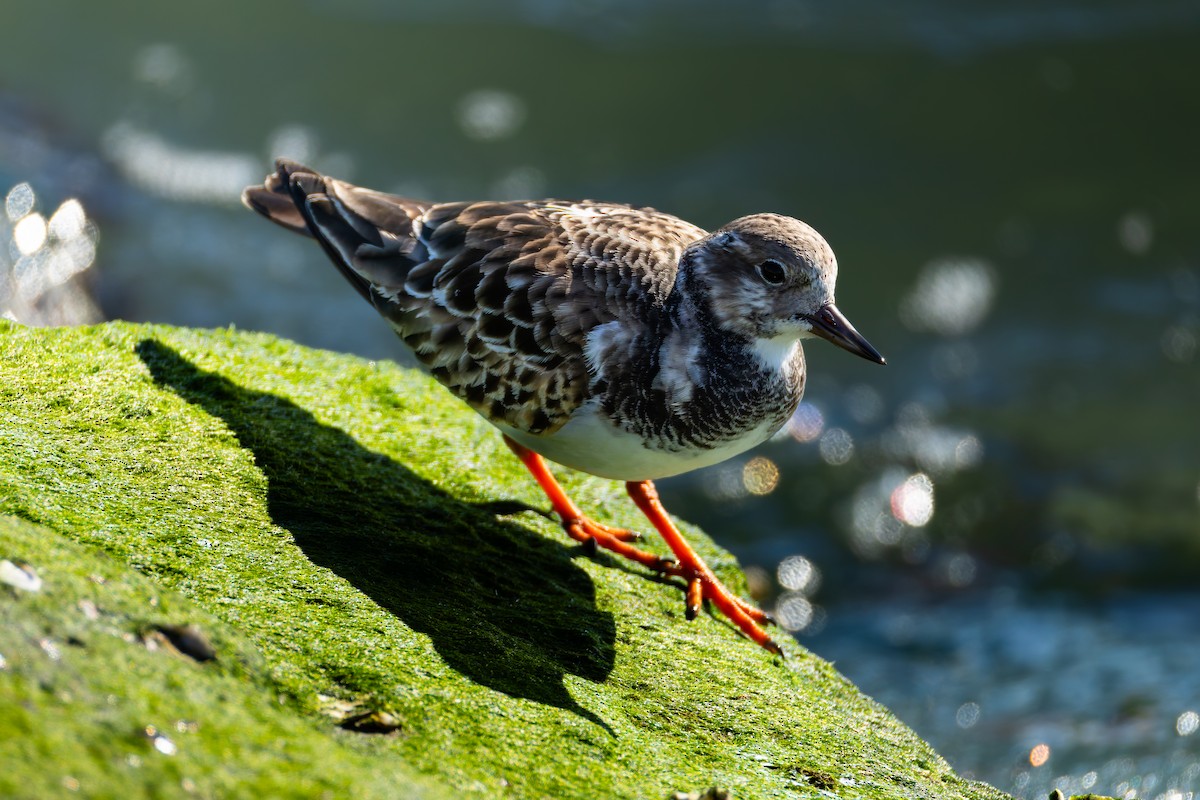 Ruddy Turnstone - ML646315676