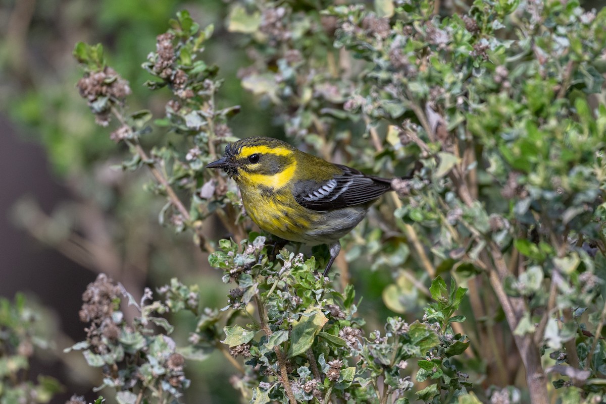 Townsend's Warbler - ML646315681