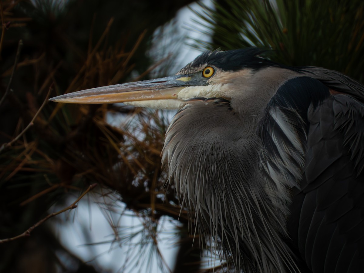 Amerika Gri Balıkçılı - ML646315682