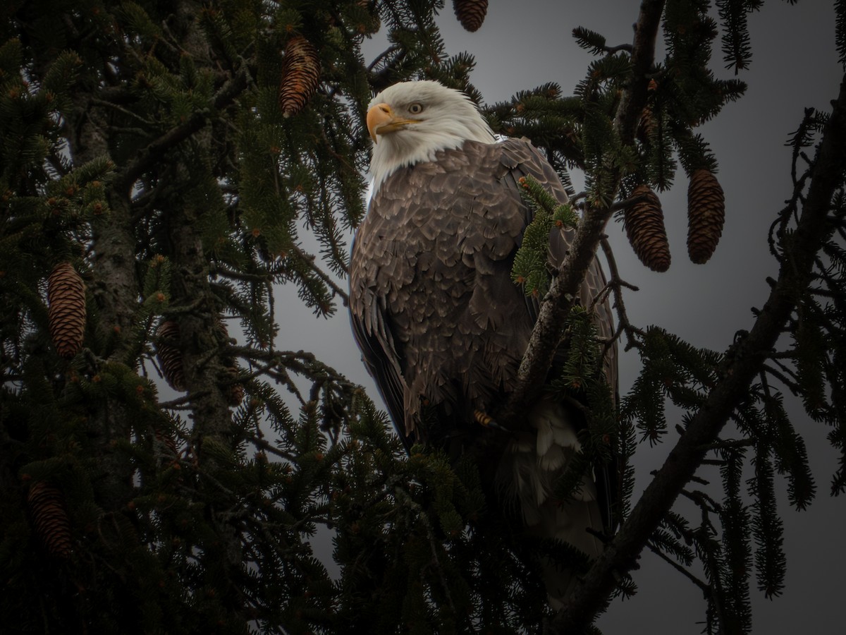 Pygargue à tête blanche - ML646315683