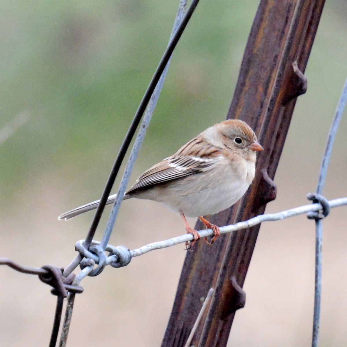Field Sparrow - ML646315684