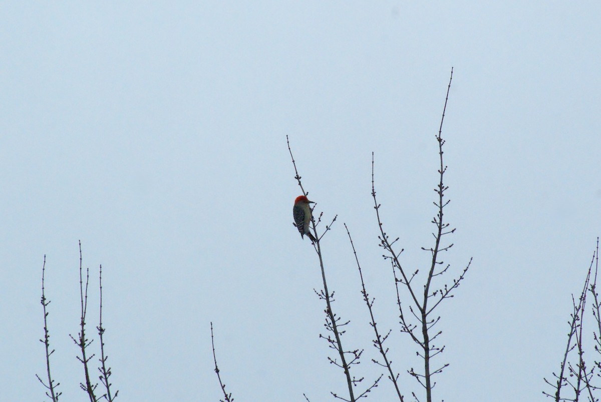 Red-bellied Woodpecker - ML646315687