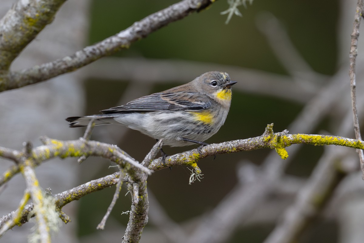 Yellow-rumped Warbler - ML646315688