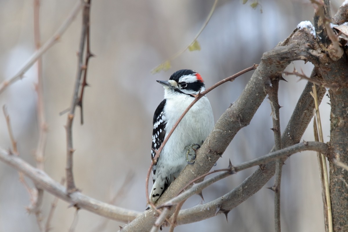 Downy Woodpecker - ML646315689