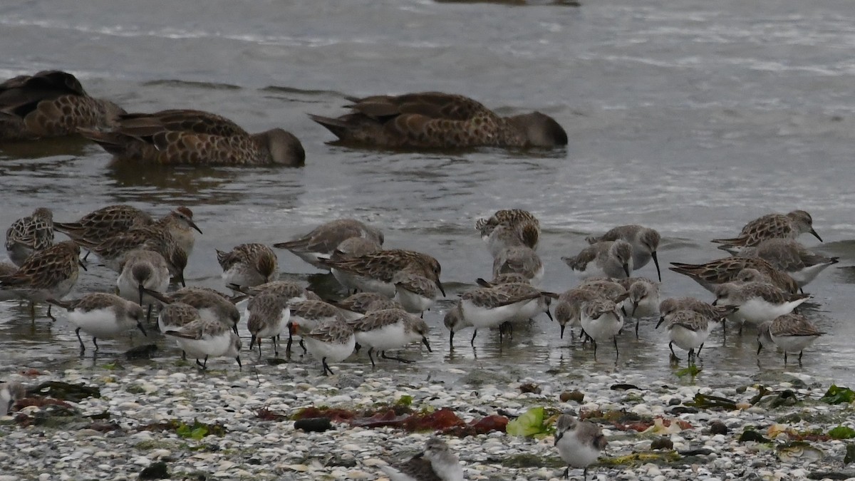 Sharp-tailed Sandpiper - ML646315690