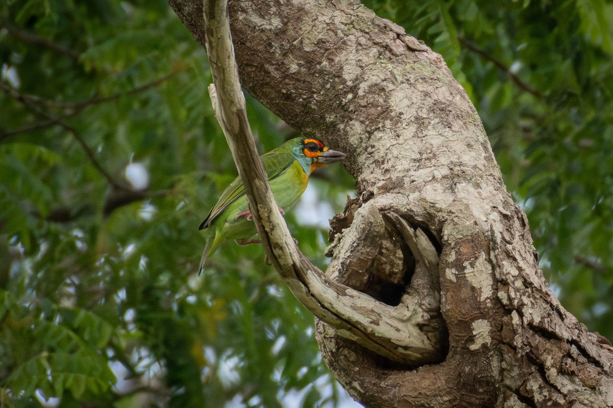 Crimson-fronted Barbet - ML646315692