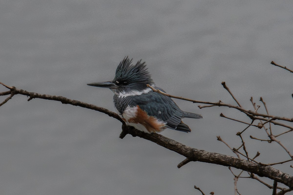 Kuşaklı Yalıçapkını - ML646315693