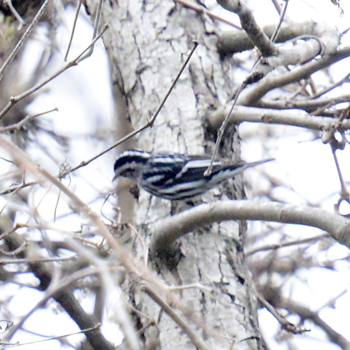 Black-and-white Warbler - ML646315694