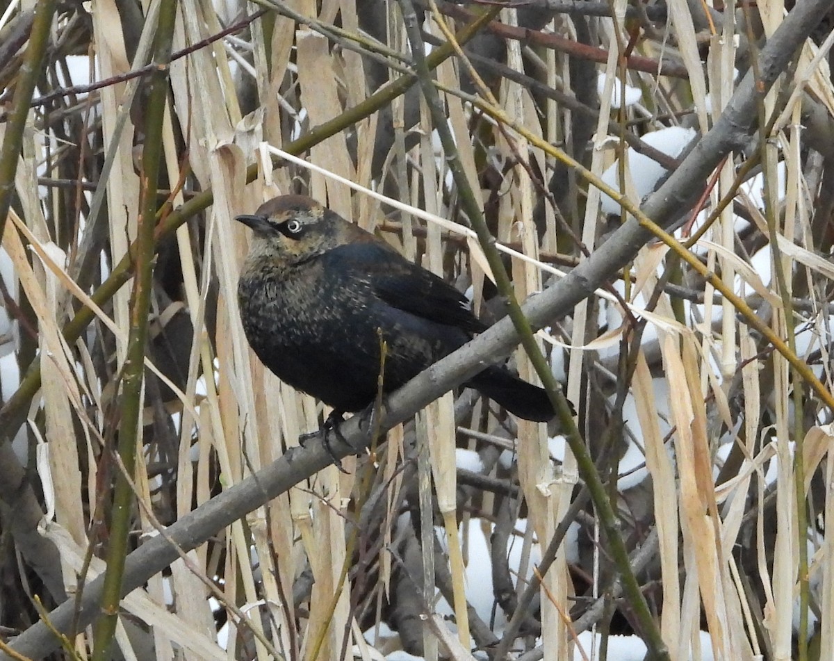 Rusty Blackbird - ML646315695