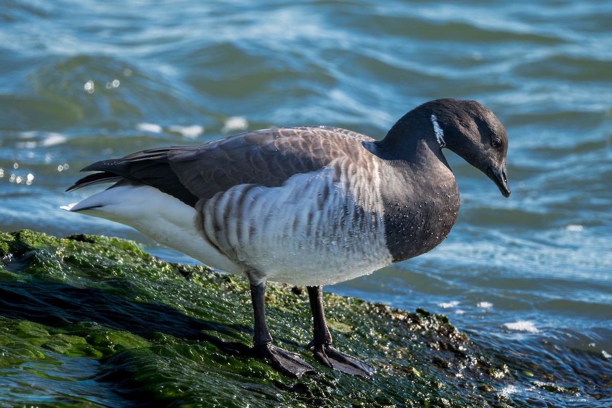 Brant - ML646315696