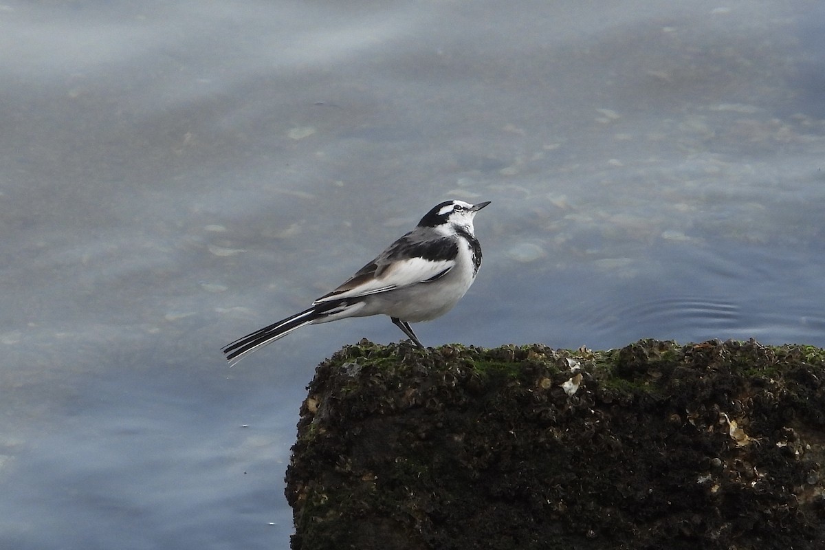 Плиска біла - ML646315698