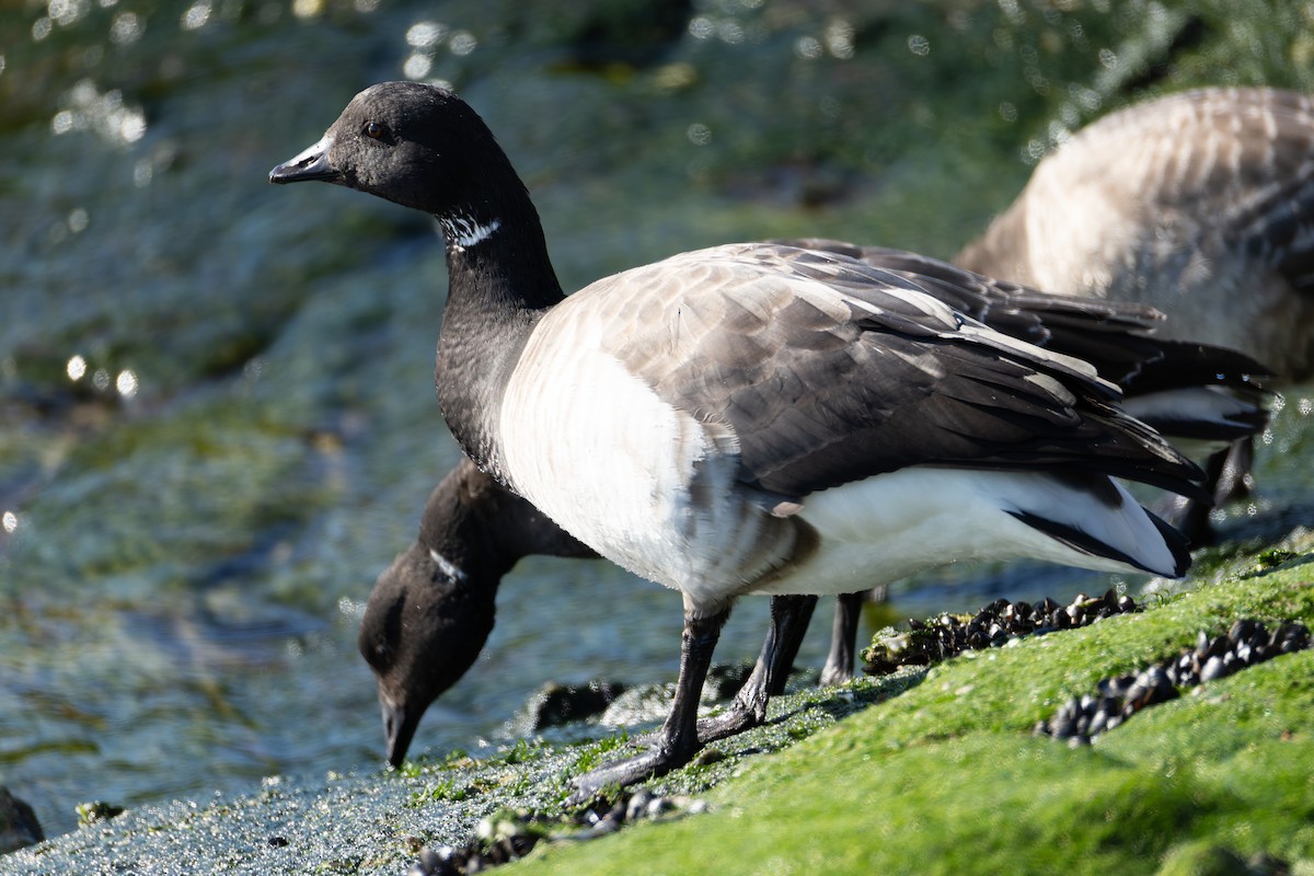 Brant - ML646315699