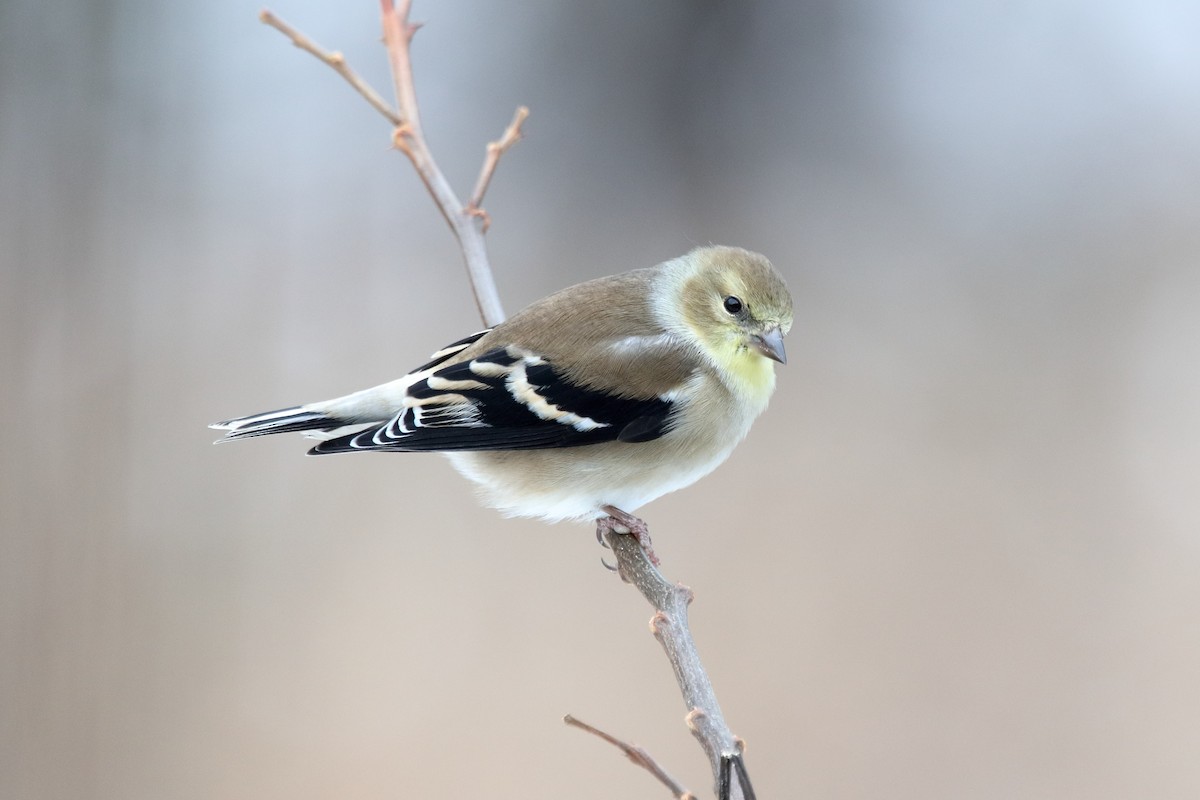 American Goldfinch - ML646315700