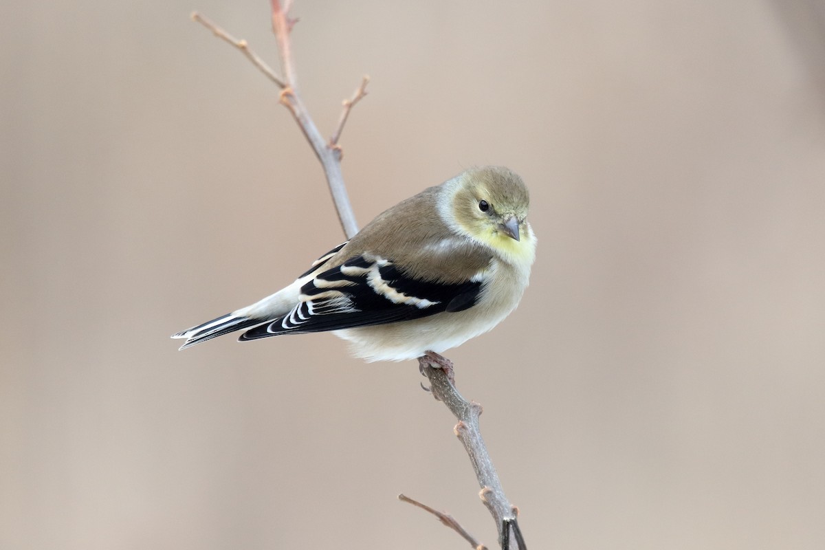American Goldfinch - ML646315701