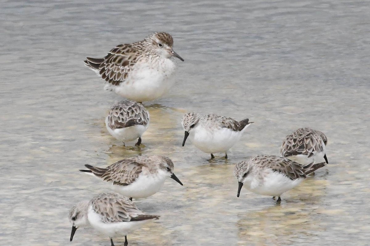 Sharp-tailed Sandpiper - ML646315703