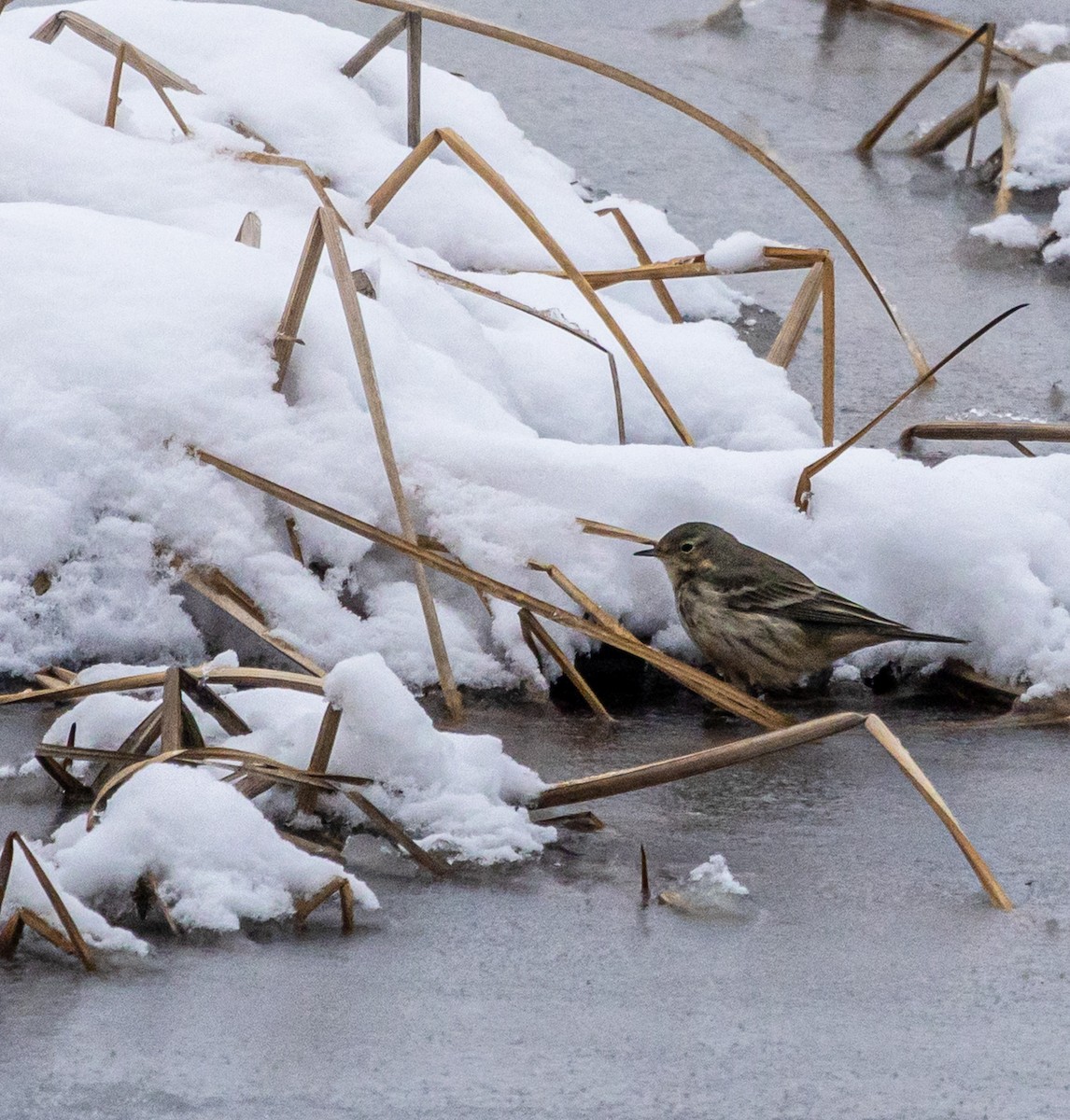 American Pipit - ML646315707