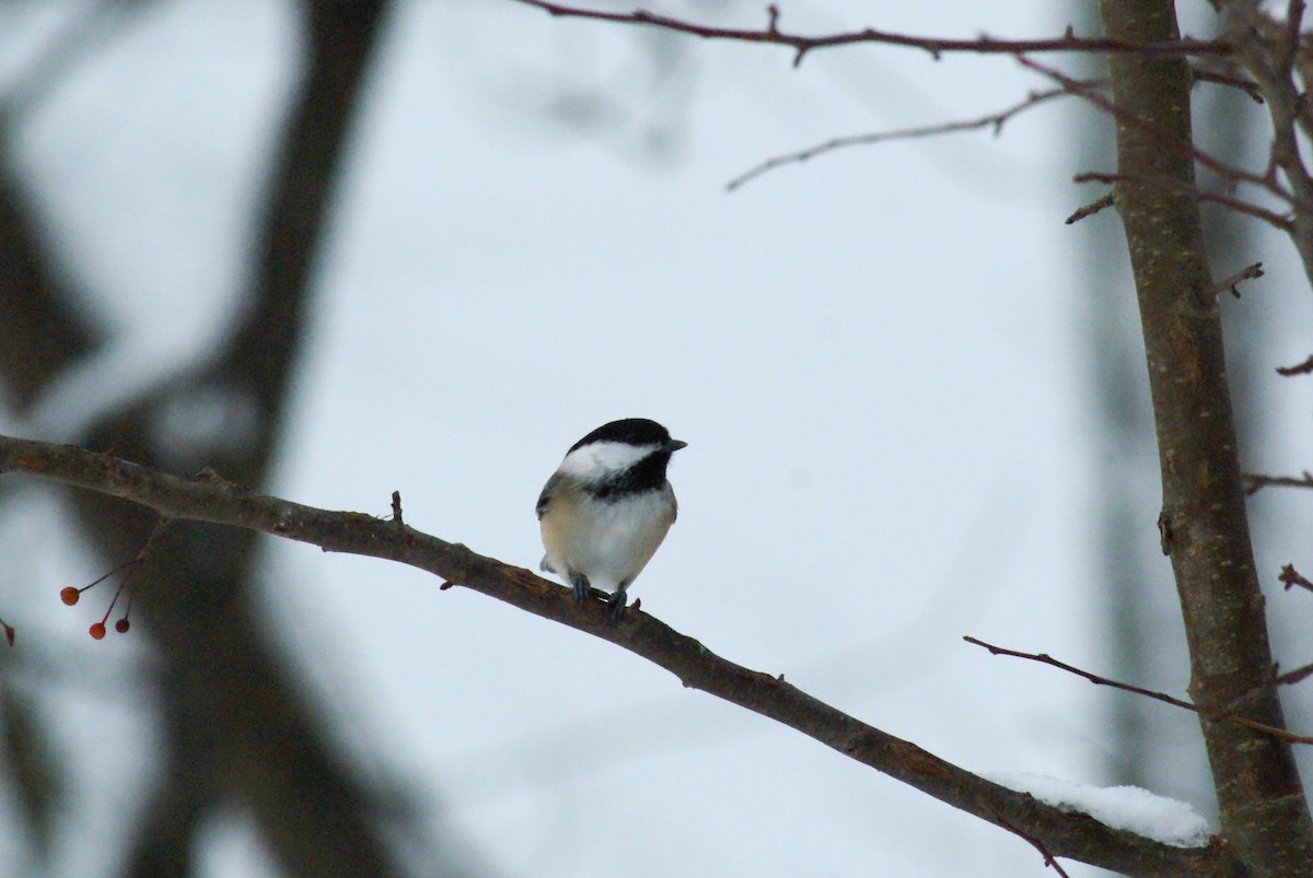 Black-capped Chickadee - ML646315708