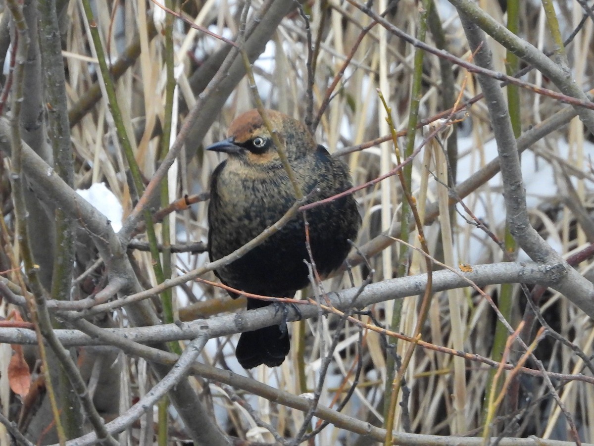 Rusty Blackbird - ML646315709