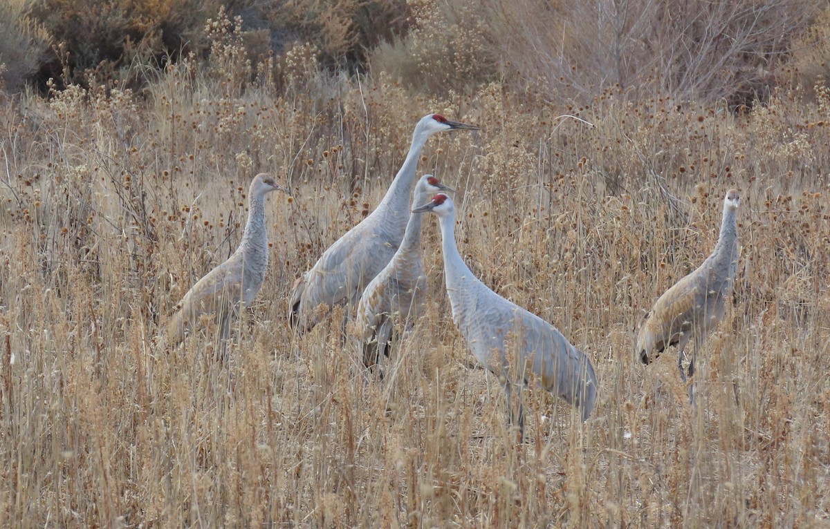 Sandhill Crane - ML646315710