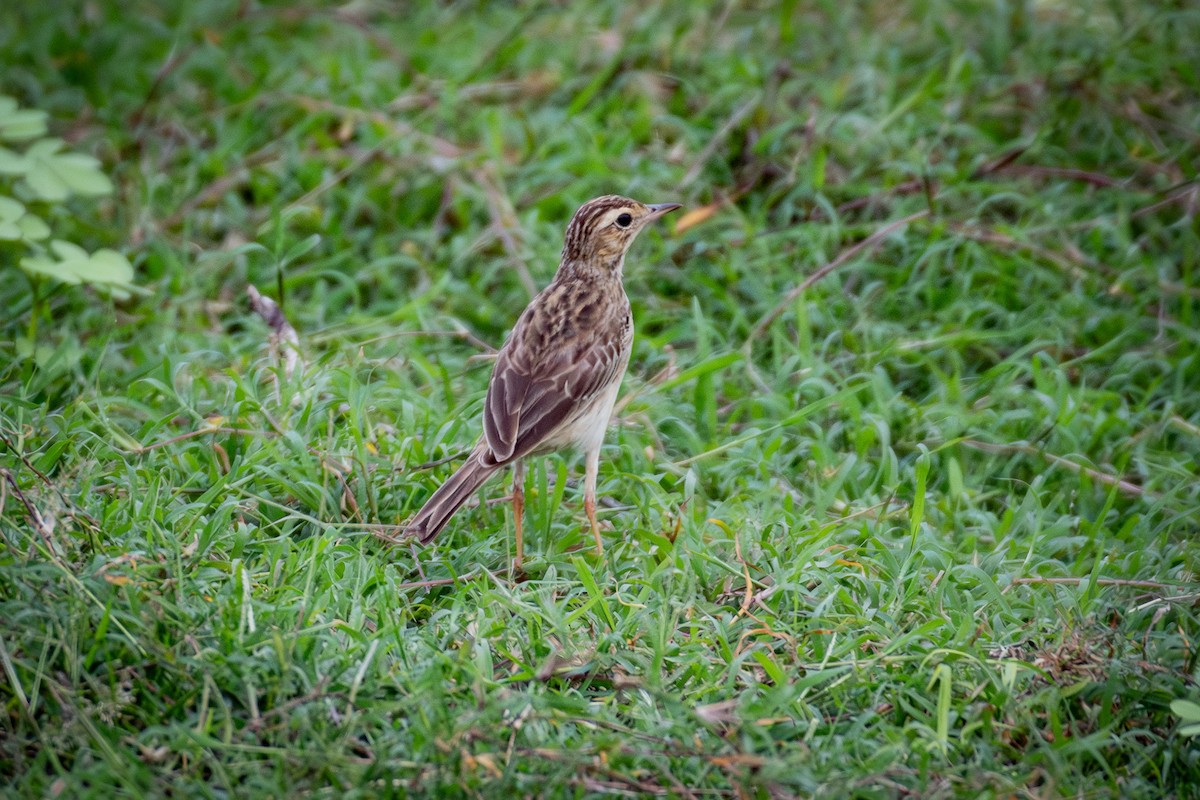 Paddyfield Pipit - ML646315711