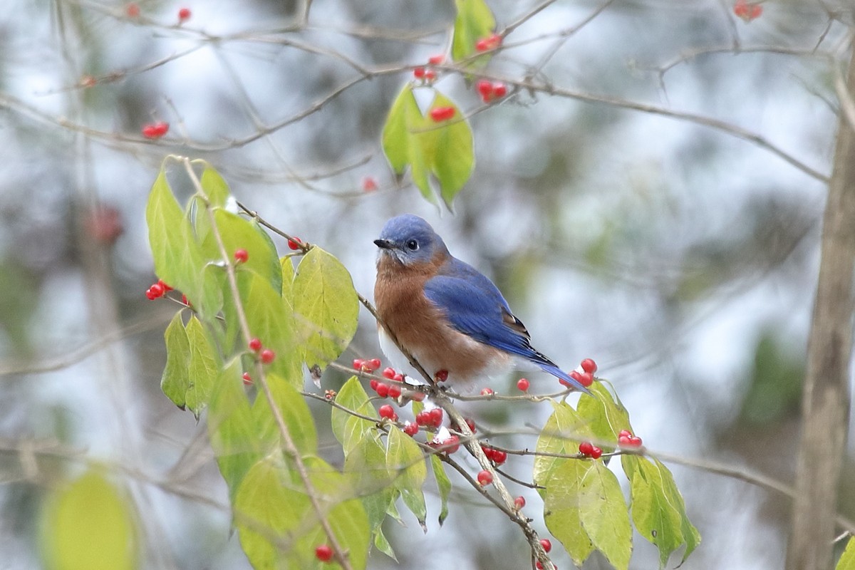 Eastern Bluebird - ML646315712