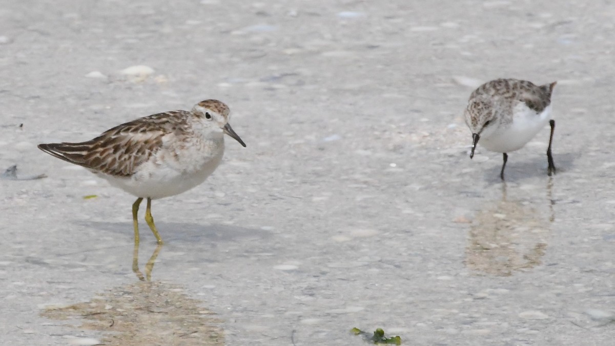 Txirri buztanzorrotza - ML646315713