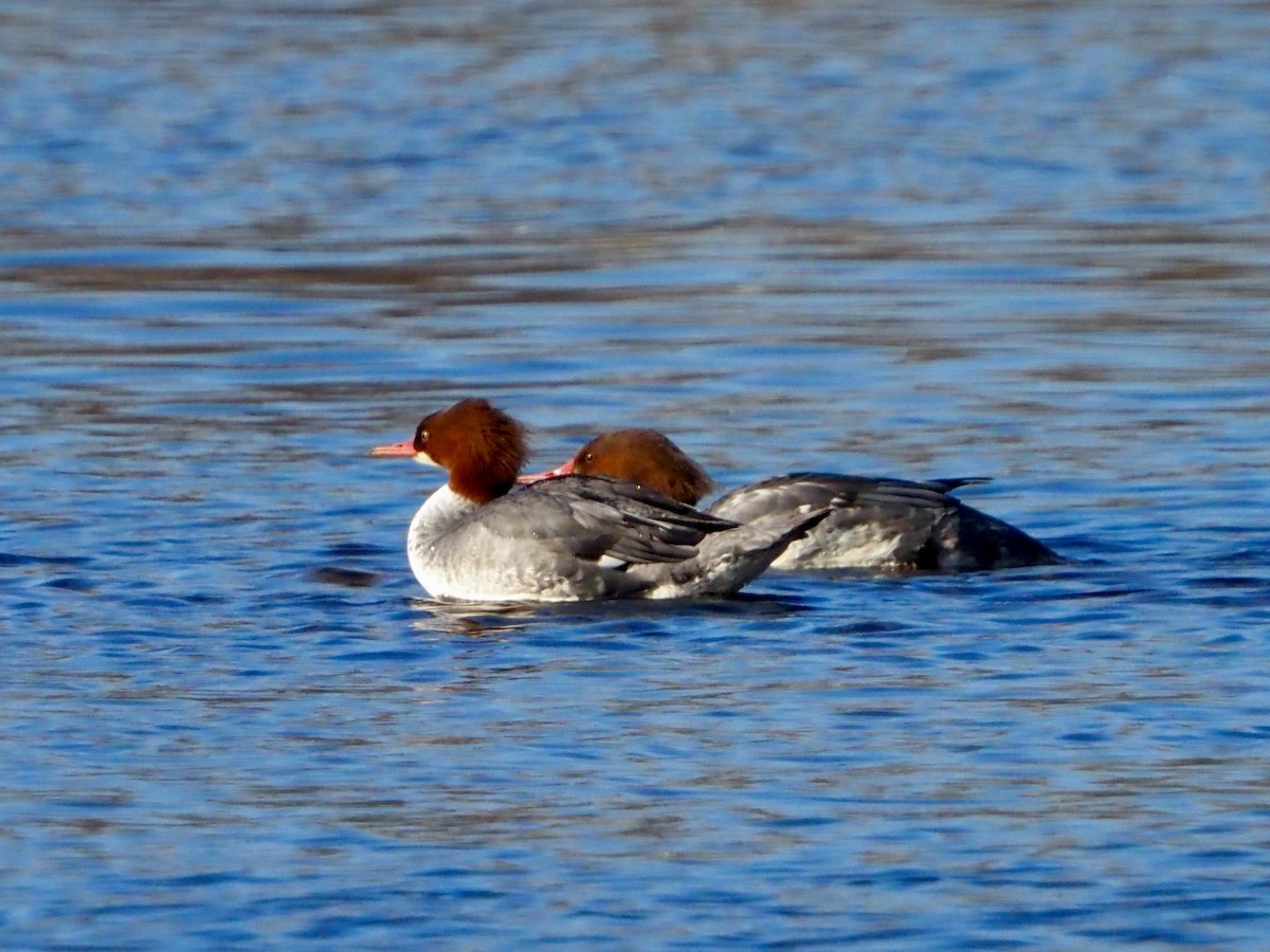 Zerra handia - ML646315714