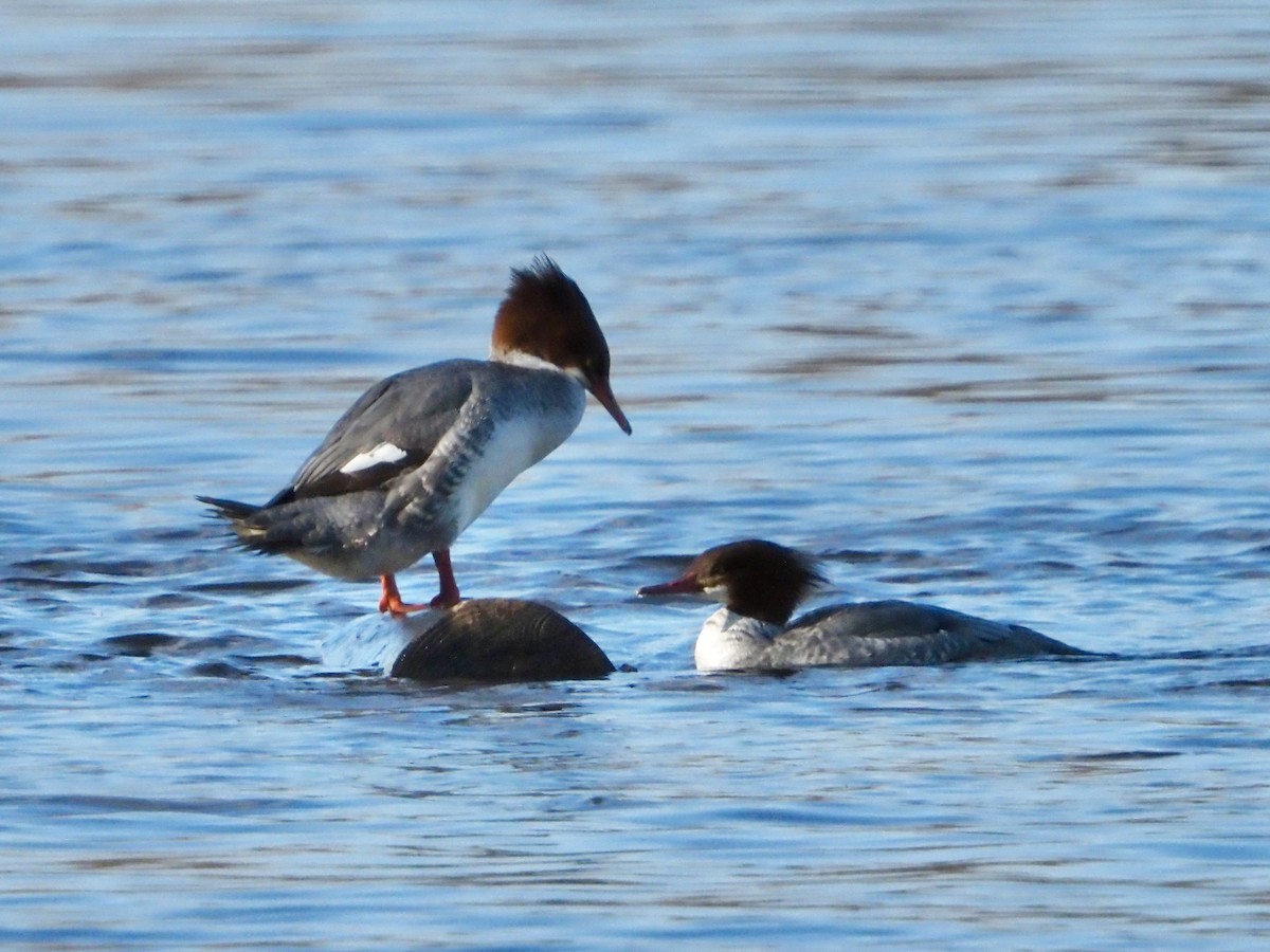 Zerra handia - ML646315715