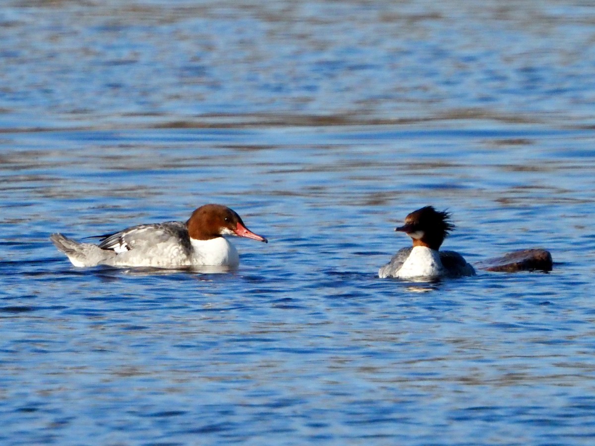 Zerra handia - ML646315716